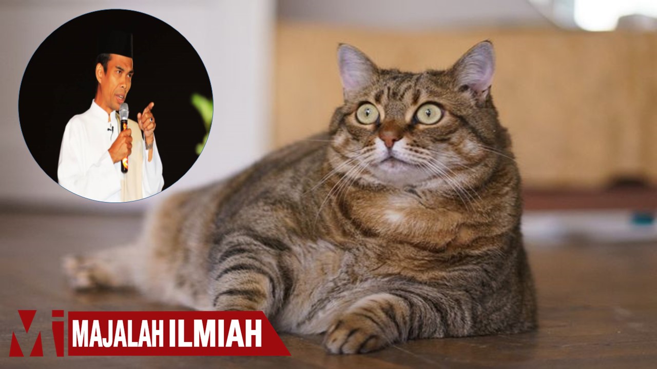 pandangan kucing dalam islam